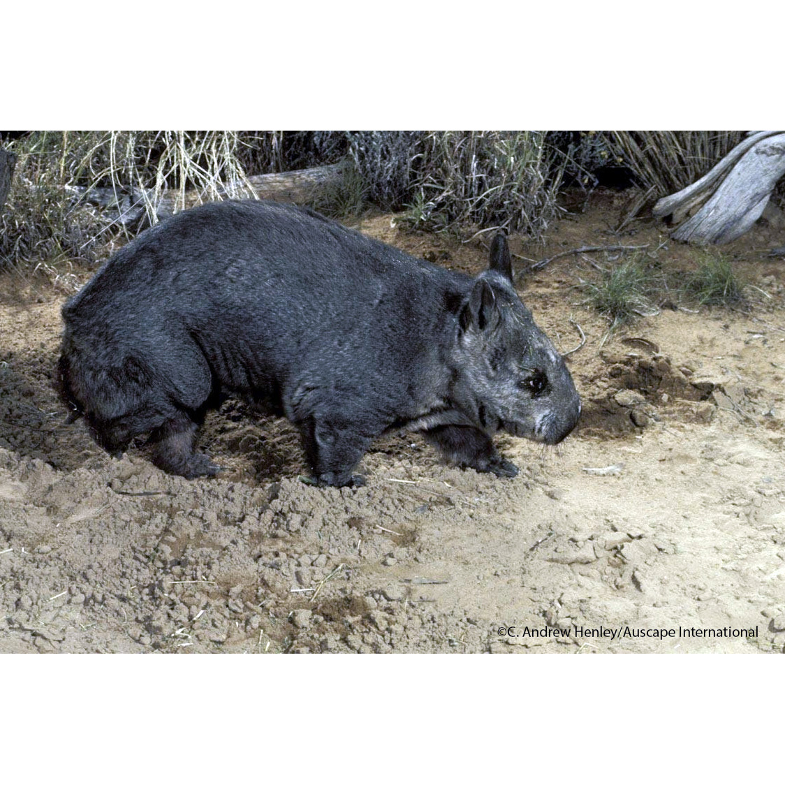 Квинслендский вомбат (Lasiorhinus krefftii) Фото №2