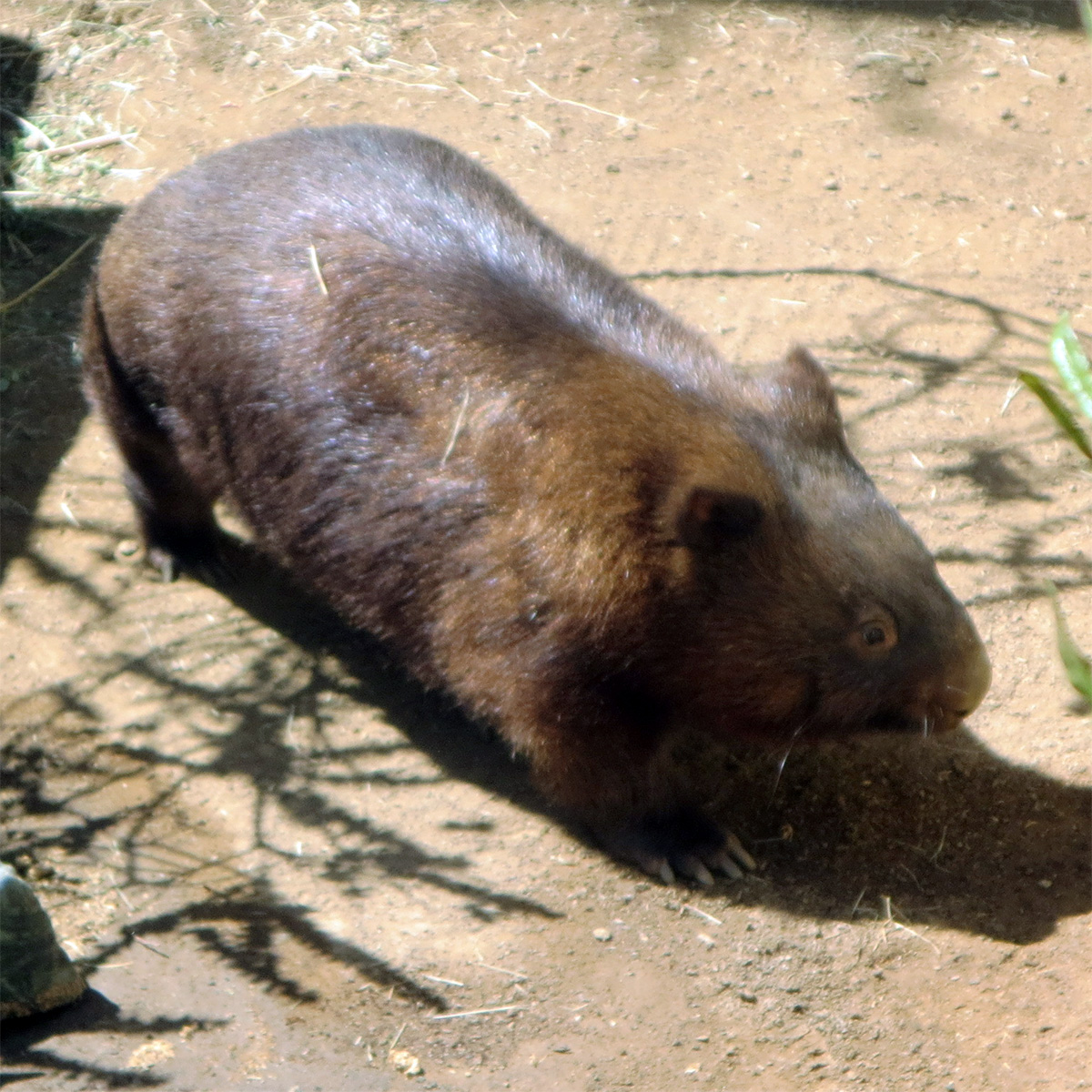 Квинслендский вомбат (Lasiorhinus krefftii) Фото №3