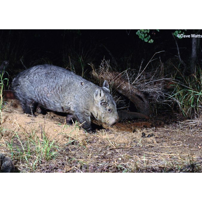 Квинслендский вомбат (Lasiorhinus krefftii) Фото №4