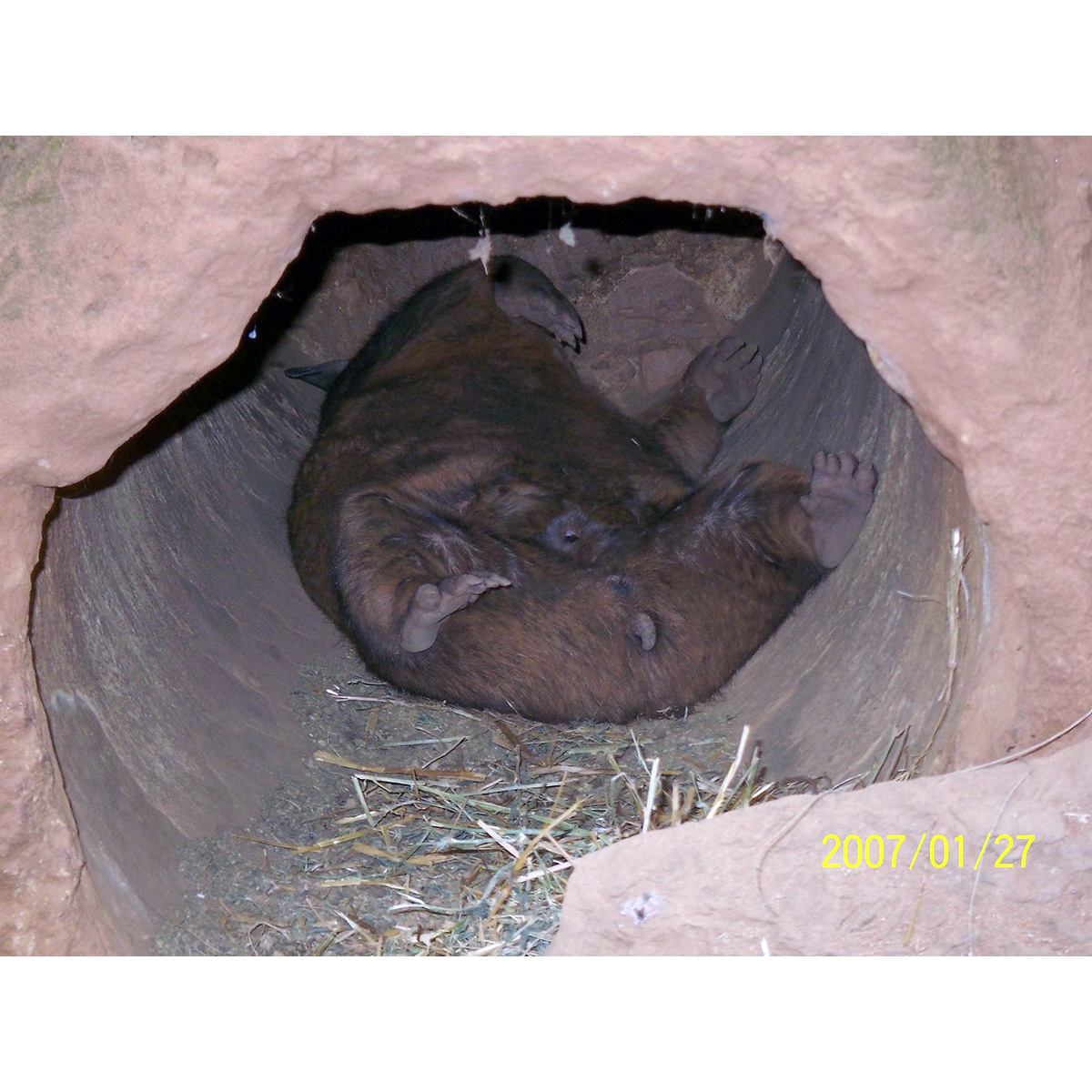 Квинслендский вомбат (Lasiorhinus krefftii) Фото №7