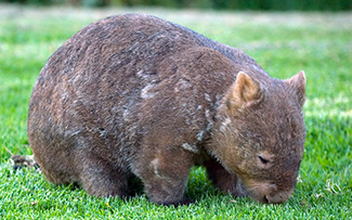 Lasiorhinus krefftii barnardi