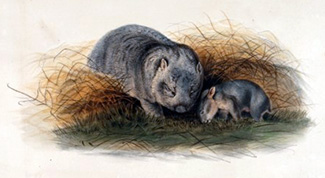 Lasiorhinus krefftii krefftii