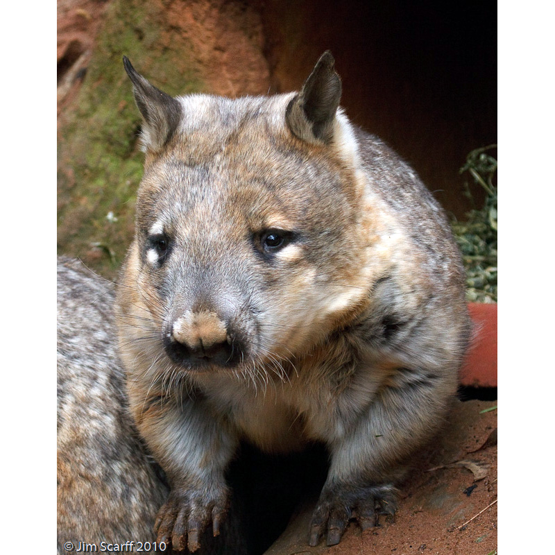 Длинношёрстный вомбат (Lasiorhinus latifrons) Фото №10