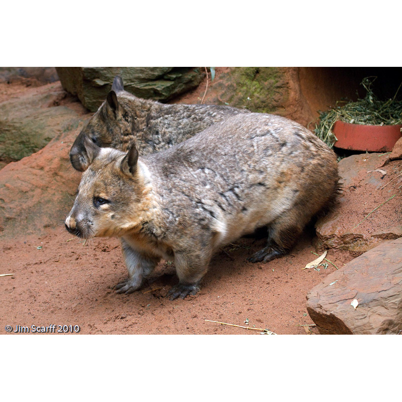 Длинношёрстный вомбат (Lasiorhinus latifrons) Фото №2