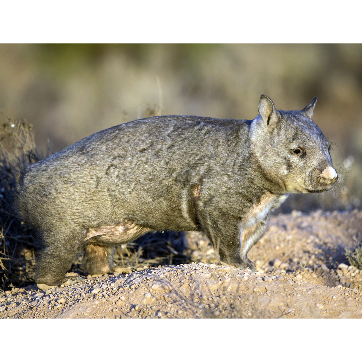 Длинношёрстный вомбат (Lasiorhinus latifrons) Фото №3
