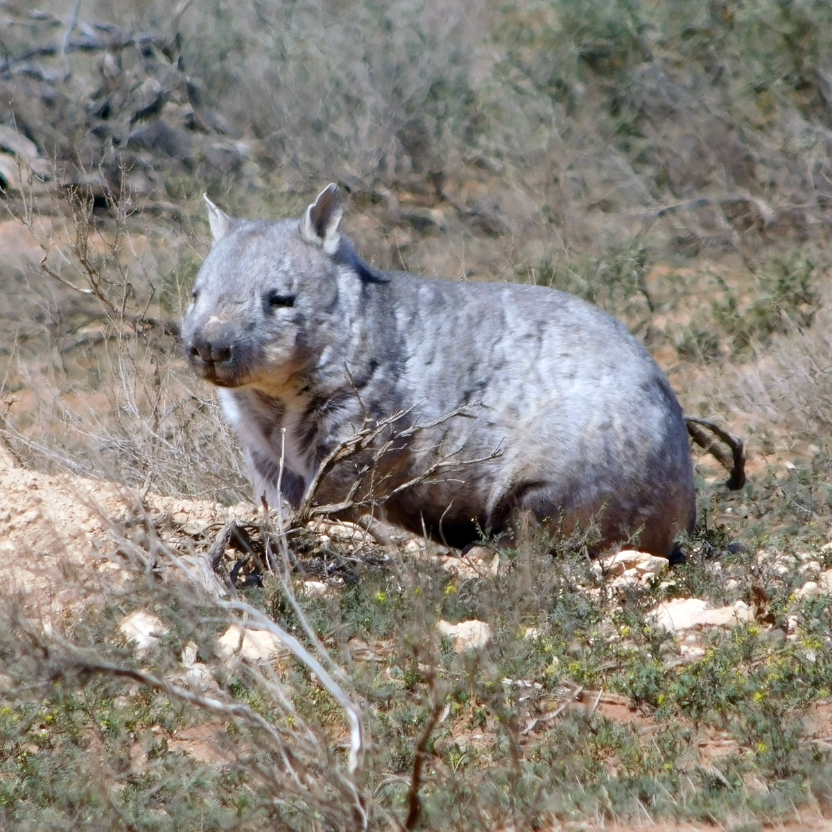 Длинношёрстный вомбат (Lasiorhinus latifrons) Фото №4