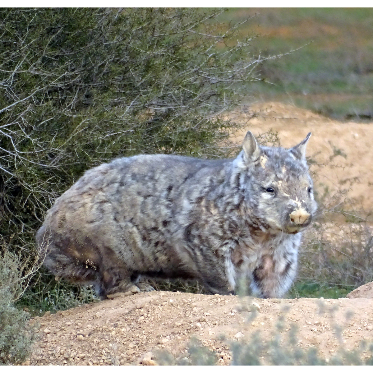 Длинношёрстный вомбат (Lasiorhinus latifrons) Фото №5