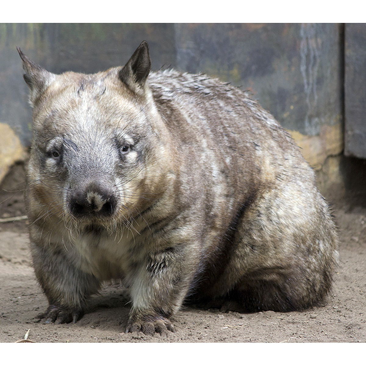 Длинношёрстный вомбат (Lasiorhinus latifrons) Фото №6