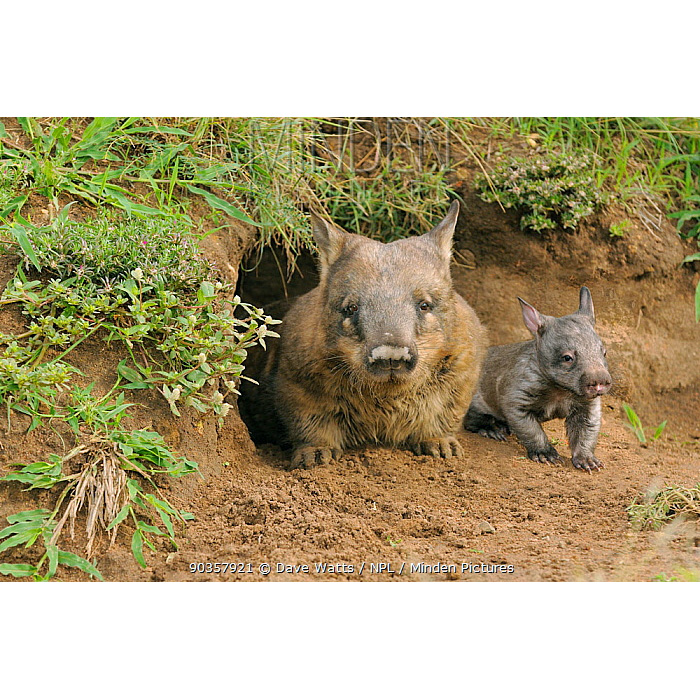 Длинношёрстный вомбат (Lasiorhinus latifrons) Фото №8