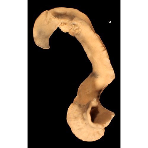 Семейство Latocestidae  фото