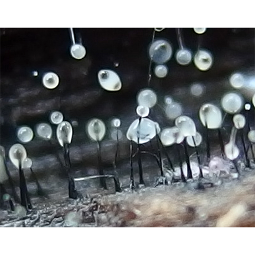 Отряд Lauriomycetales фото