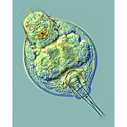 Семейство Lecanidae  фото