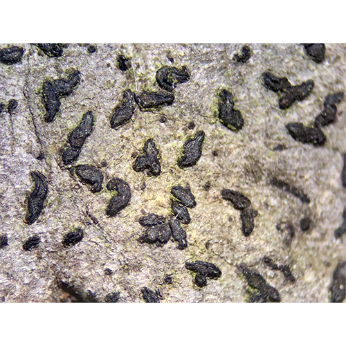 Семейство Lecanographaceae фото