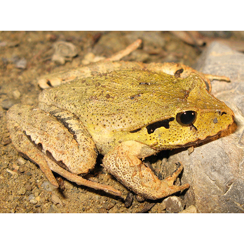  Род Lechriodus  фото