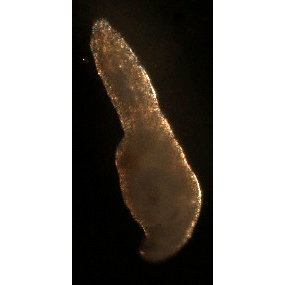 Семейство Lecithasteridae фото
