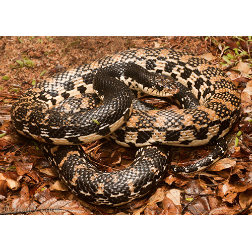  Род Leioheterodon  фото