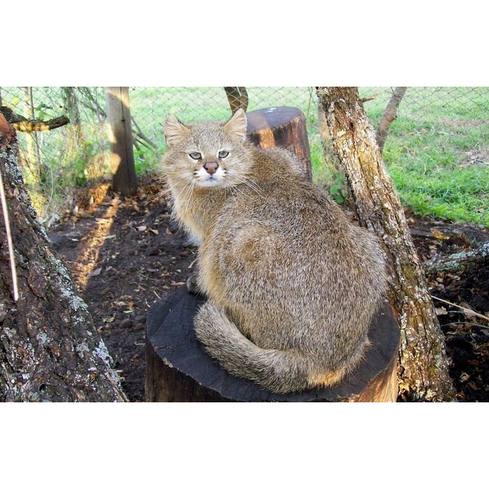 Leopardus braccatus Фото №2