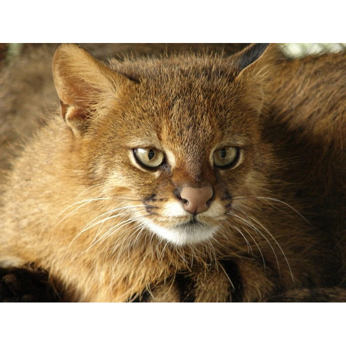 Leopardus braccatus Фото №3