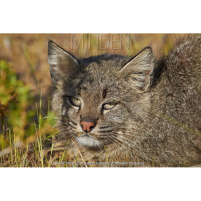 Leopardus colocolo Фото №10
