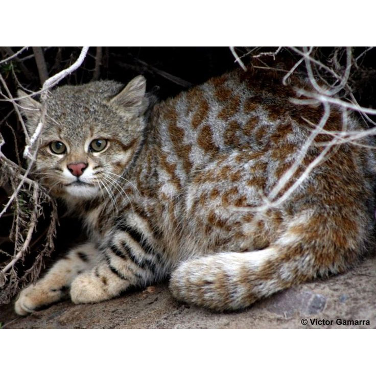 Leopardus colocolo Фото №3