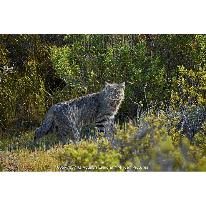 Leopardus colocolo Фото №4