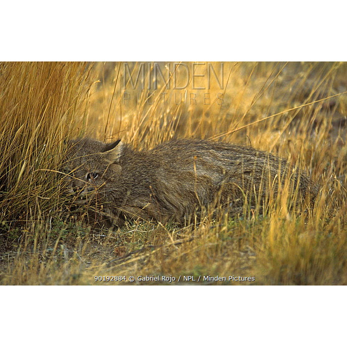 Leopardus colocolo Фото №5