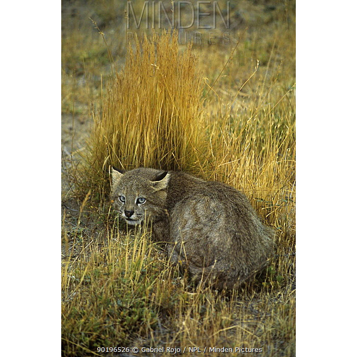 Leopardus colocolo Фото №7