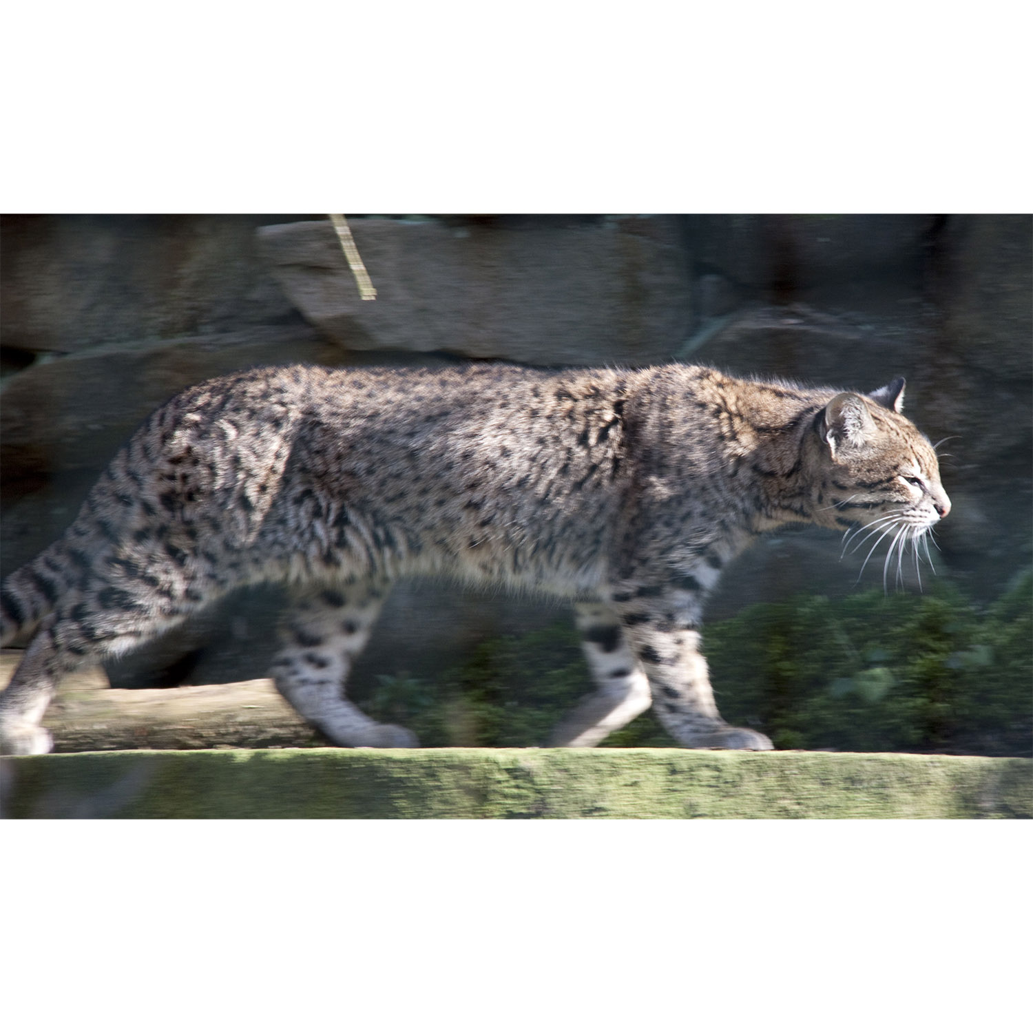 Leopardus geoffroyi Фото №4