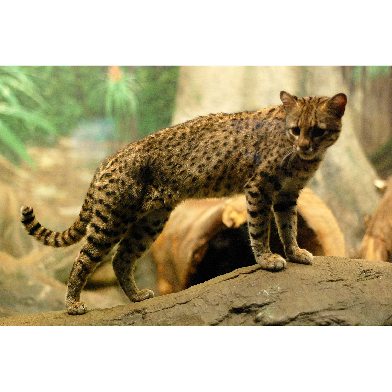 Leopardus geoffroyi Фото №5