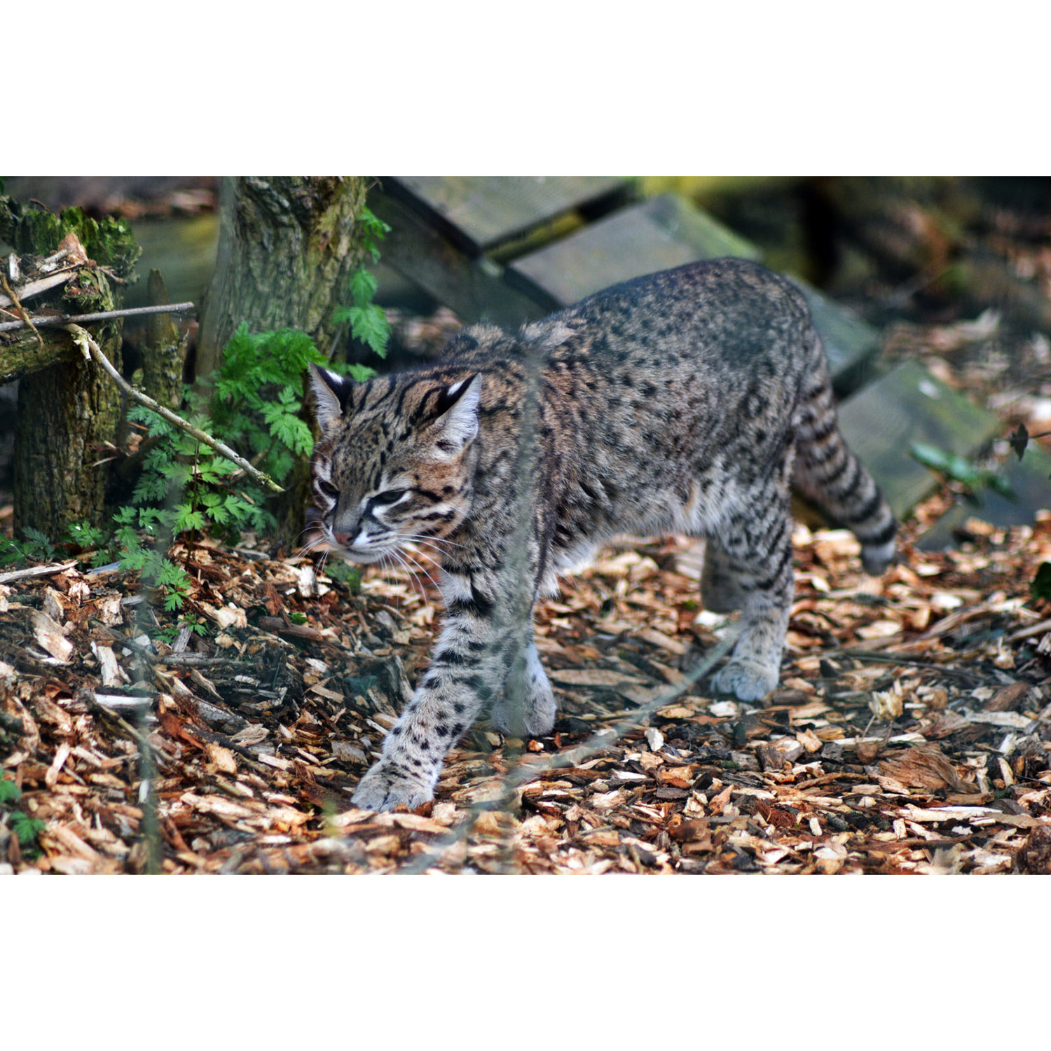 Leopardus geoffroyi Фото №6