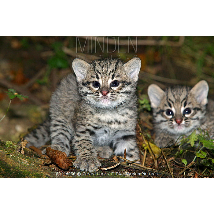 Leopardus geoffroyi Фото №8