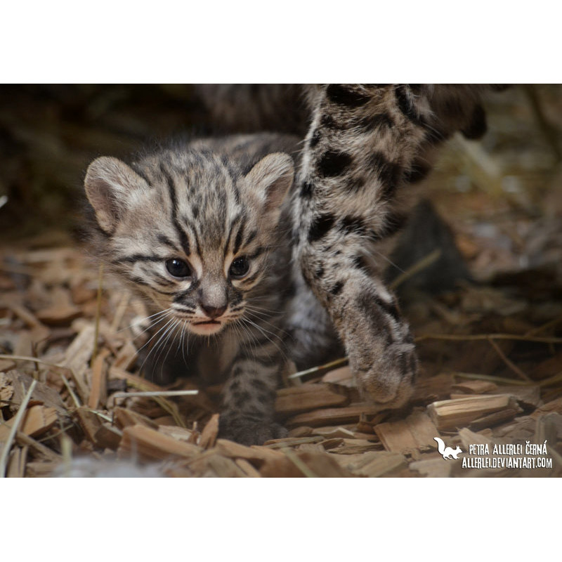 Leopardus geoffroyi Фото №9