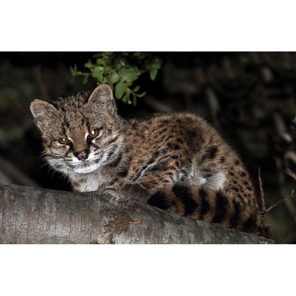 Leopardus guigna Фото №10