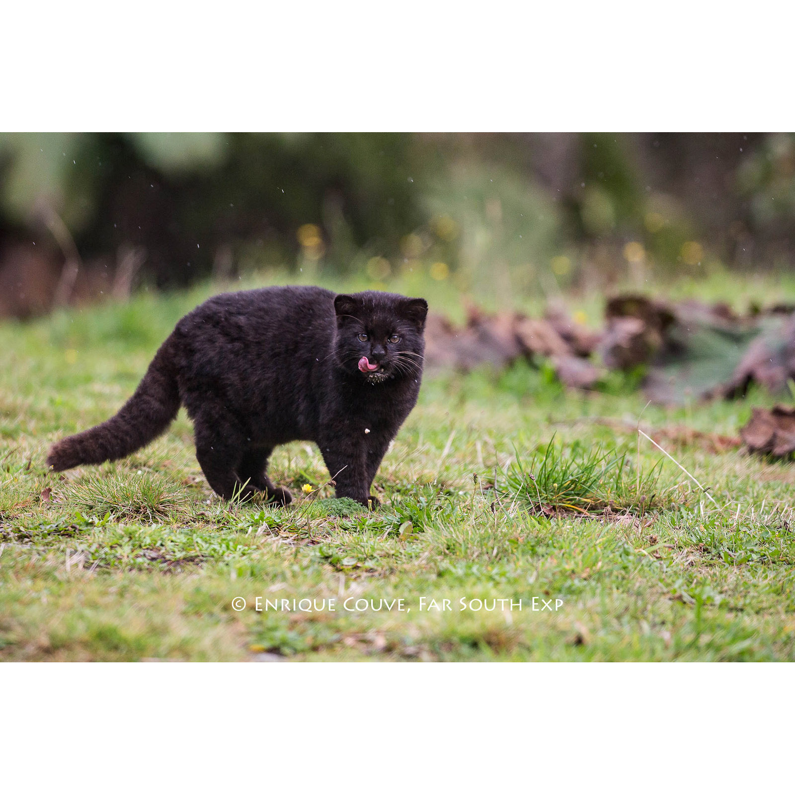 Leopardus guigna Фото №4