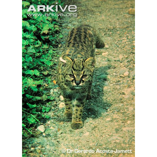 Leopardus guigna Фото №6