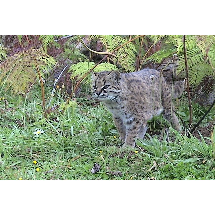 Leopardus guigna Фото №8