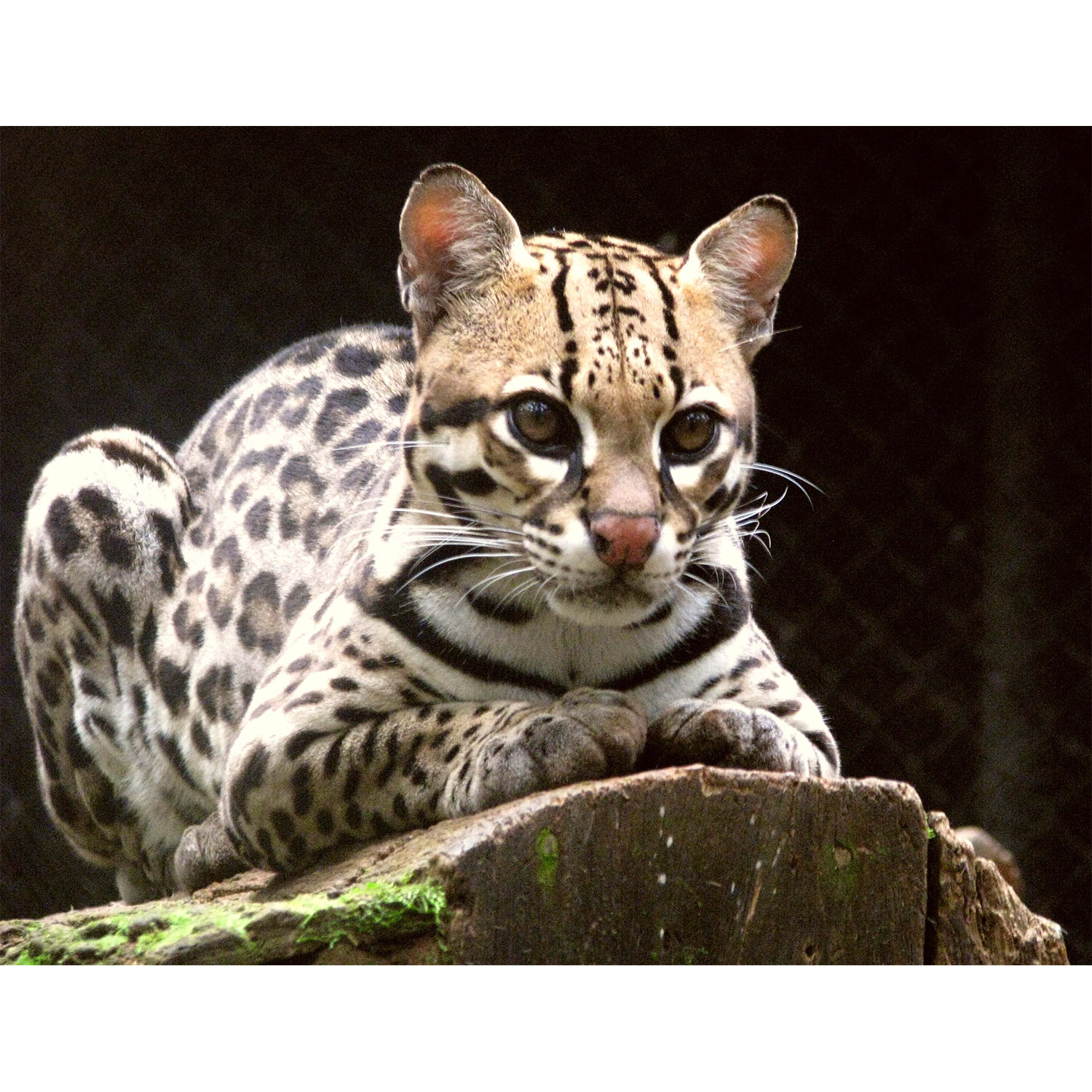 Leopardus pardalis Фото №10