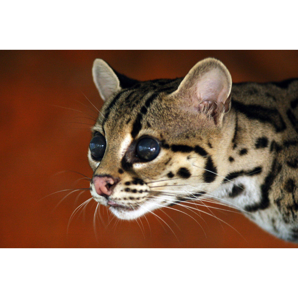 Leopardus tigrinus Фото №10