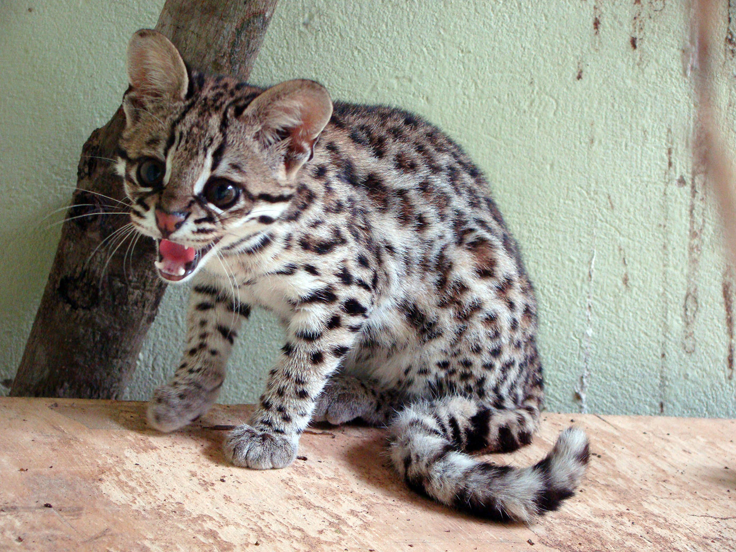 Leopardus tigrinus Фото №8