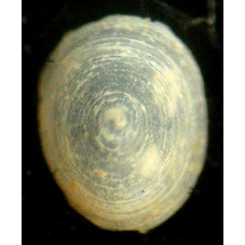 Семейство Lepetelloidea  фото