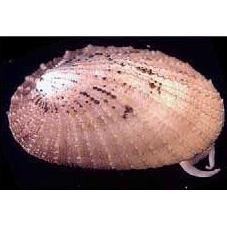 Семейство Lepetodriloidea  фото