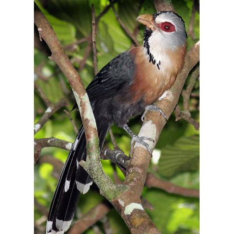 Род Lepidogrammus  фото