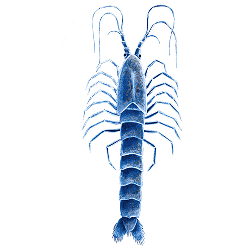 Семейство Lepidomysidae фото