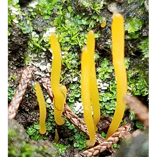 Отряд Lepidostromatales фото