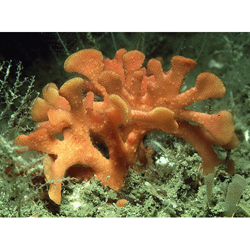 Семейство Lepralielloidea фото