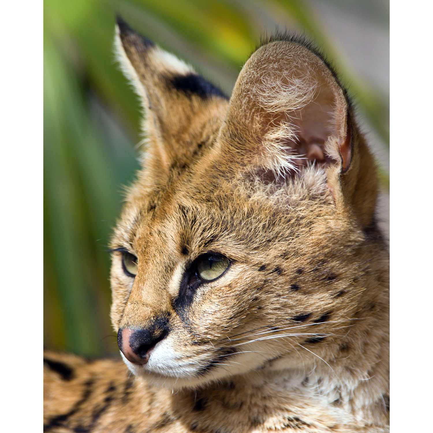 Leptailurus serval Фото №10