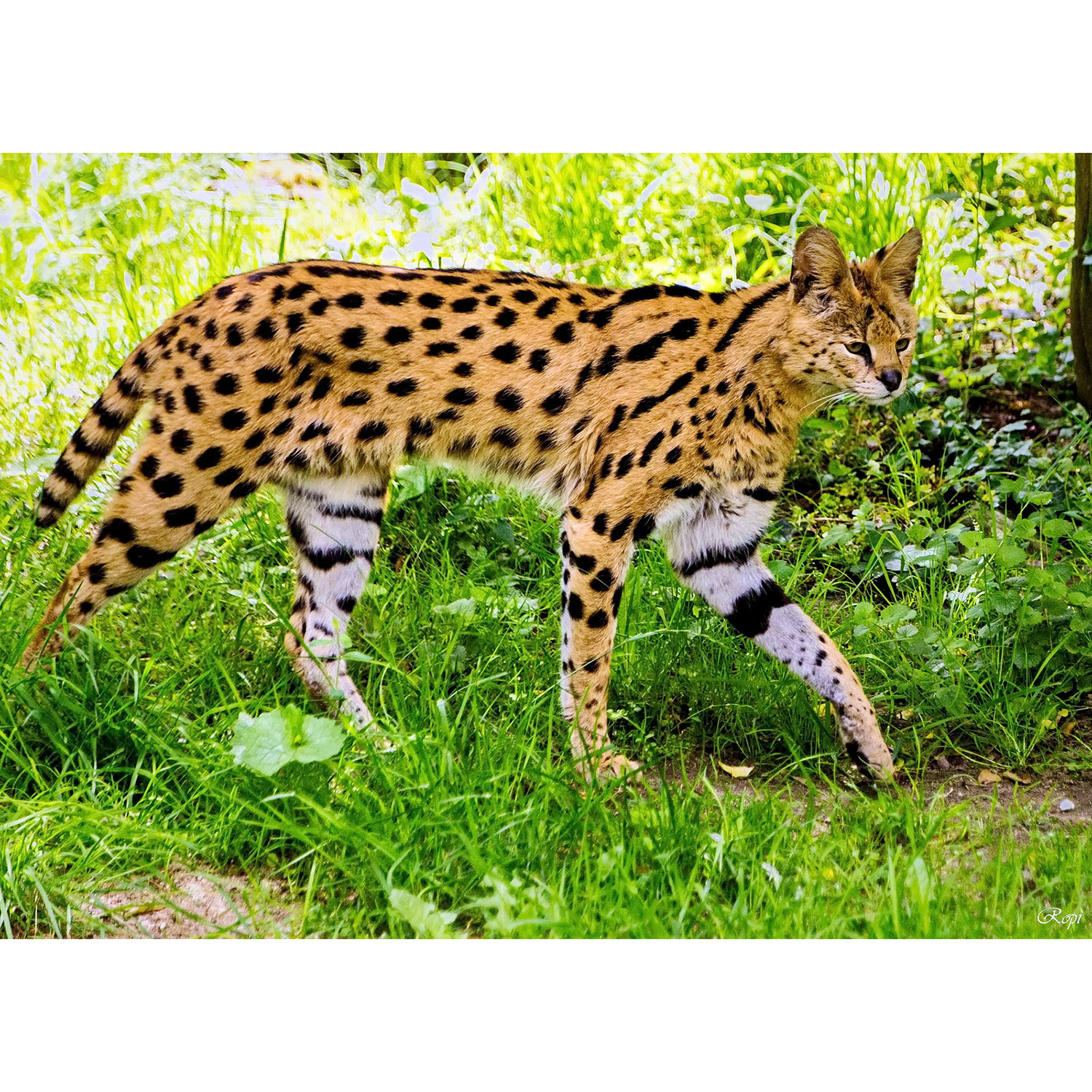 Leptailurus serval Фото №2