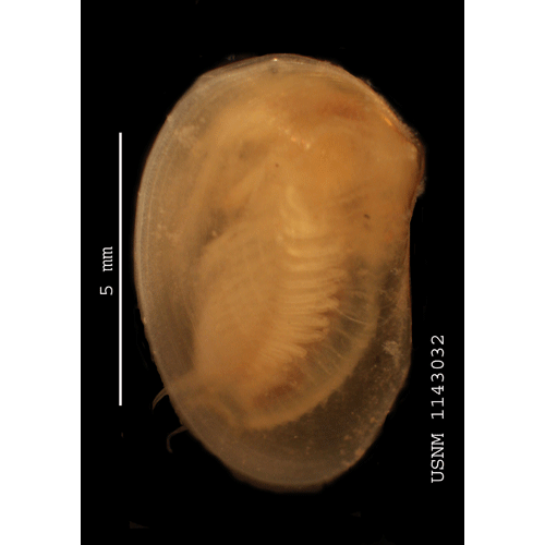 Семейство Leptestheriidae фото