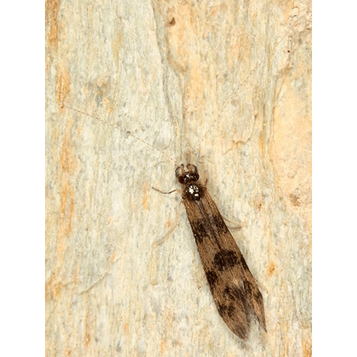 Семейство Leptoceroidea фото