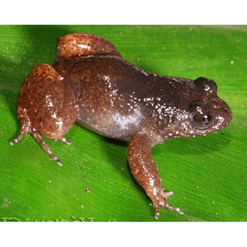  Род Leptodactylodon  фото